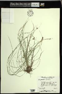 Rhynchospora gracilenta image