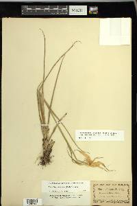 Rhynchospora latifolia image