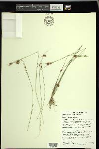 Rhynchospora fusca image