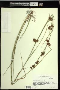 Rhynchospora glomerata image