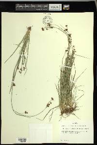 Rhynchospora globularis image