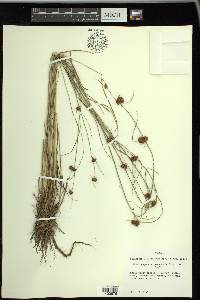 Rhynchospora microcephala image