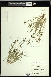 Rhynchospora nitens image