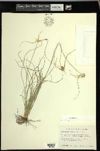 Rhynchospora floridensis image