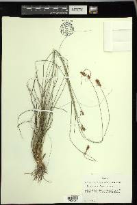 Rhynchospora plumosa image