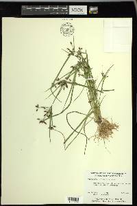 Rhynchospora nitens image