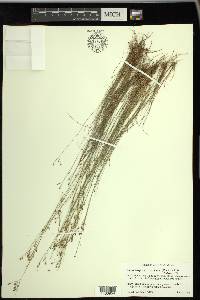 Rhynchospora rariflora image