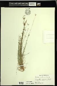 Rhynchospora pusilla image