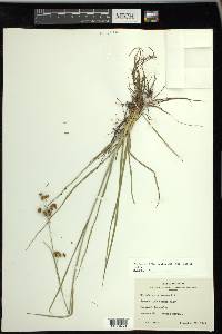 Rhynchospora harveyi image