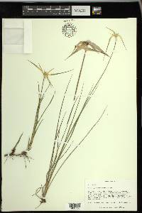 Rhynchospora latifolia image