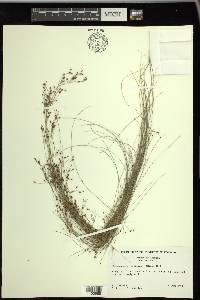 Rhynchospora rariflora image