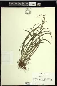 Carex leptonervia image