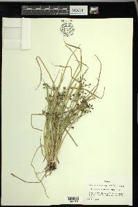 Rhynchospora nitens image