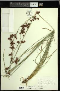 Rhynchospora glomerata image