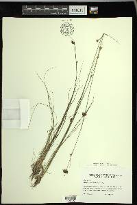 Rhynchospora filifolia image