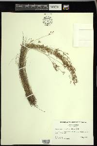 Rhynchospora rariflora image