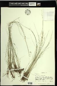 Rhynchospora rariflora image