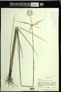 Rhynchospora latifolia image