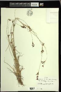 Rhynchospora microcarpa image