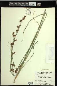 Rhynchospora glomerata image