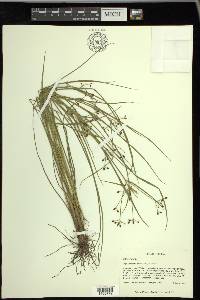 Rhynchospora nitens image