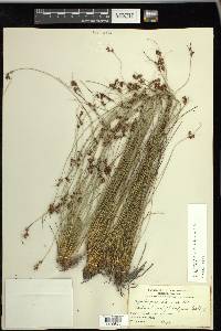 Rhynchospora plumosa image