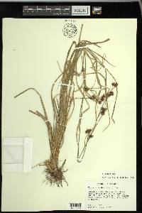 Rhynchospora glomerata image