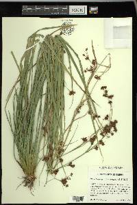 Rhynchospora glomerata image