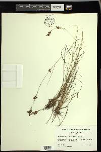 Rhynchospora perplexa image