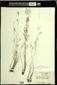 Rhynchospora rariflora image