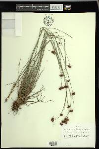 Rhynchospora fernaldii image