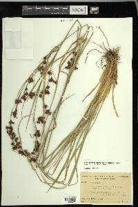 Rhynchospora glomerata image