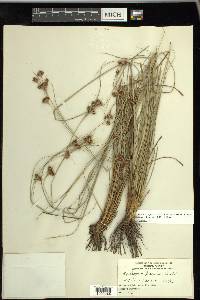 Rhynchospora fascicularis image