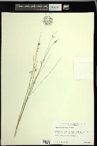 Rhynchospora oligantha image