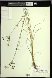 Rhynchospora nitens image