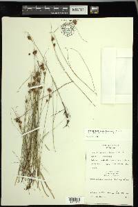 Rhynchospora fusca image