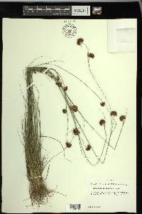 Rhynchospora filifolia image