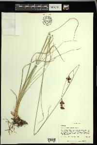 Rhynchospora microcarpa image