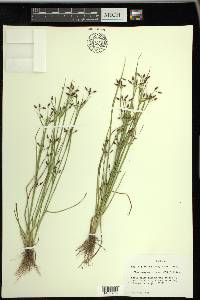 Rhynchospora nitens image