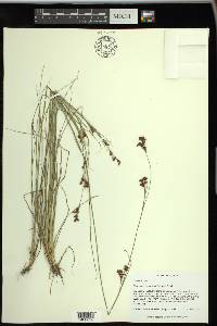 Rhynchospora perplexa image