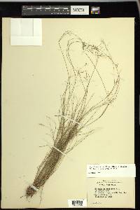 Rhynchospora rariflora image