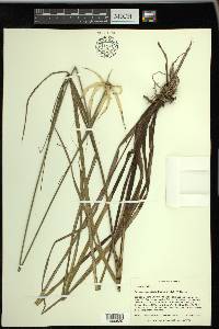 Rhynchospora latifolia image