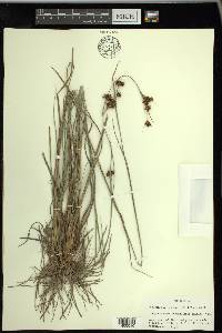 Rhynchospora fascicularis image