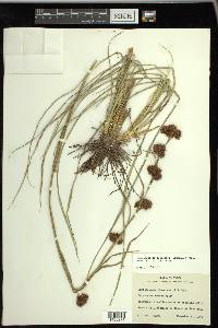 Rhynchospora glomerata image