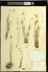 Rhynchospora pusilla image