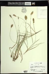 Carex douglasii image