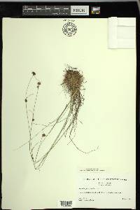 Rhynchospora filifolia image