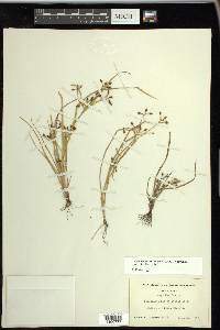 Rhynchospora nitens image