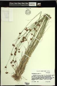 Rhynchospora filifolia image