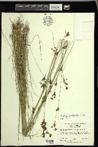 Rhynchospora perplexa image